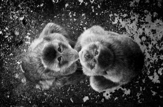 Looking At You Looking At You