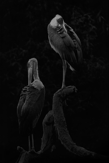 Marabou Storks Marabou Storks