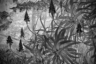 Aloe Vera Garden Aloe Vera Garden