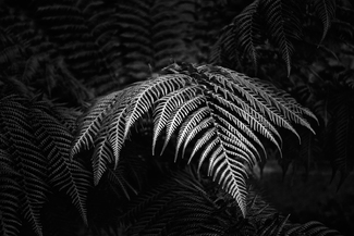 Luminous Nature Luminous Nature