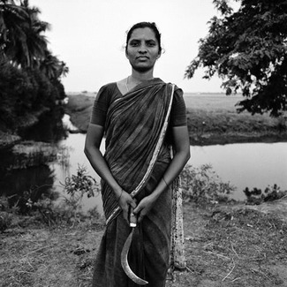 Rice Cutter Rice Cutter