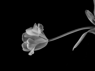 Entropy Study #11 Entropy Study #11