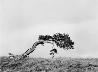 Bristlecone Study #4 Bristlecone Study #4