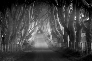 Beech Lined Road Beech Lined Road