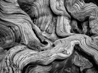 Bristlecone Gnarl Bristlecone Gnarl