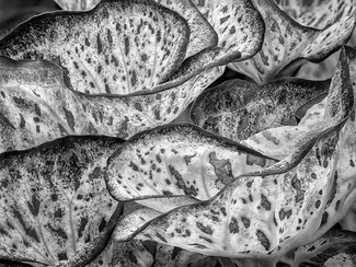 Elephant Ears Elephant Ears