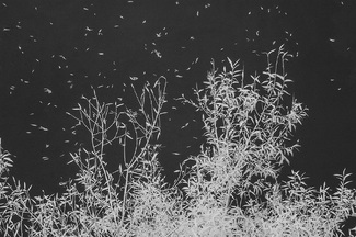 1551 : Turpins Falls 1551 : Turpins Falls