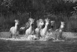 Galloping Through the Water Galloping Through the Water