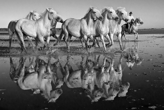 Reflection of Herd Reflection of Herd
