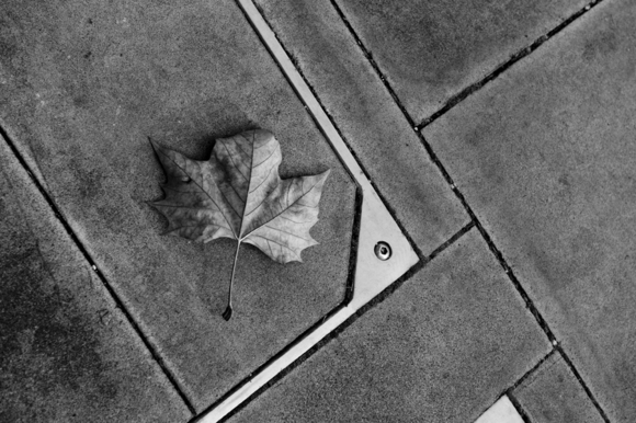A leaf in London