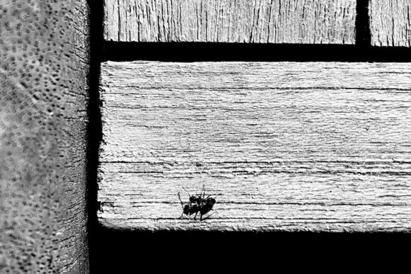 Mondrian Ant