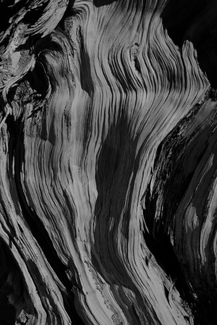 Dead pine 1 Dead pine 1