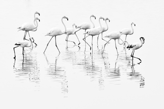 Flamingos Flamingos