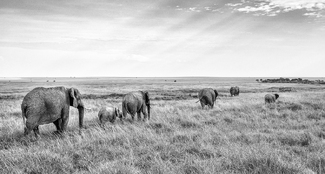Elephants II Elephants II