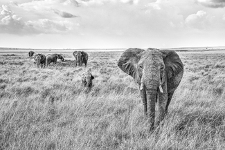 Elephants I Elephants I