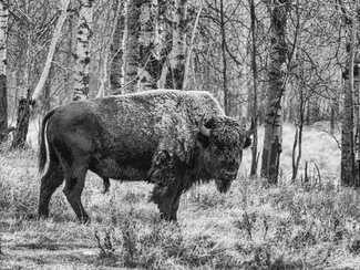Frosty Bison Frosty Bison