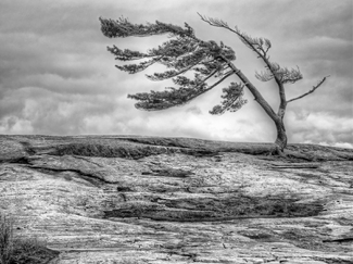 Surviving the Elements Surviving the Elements