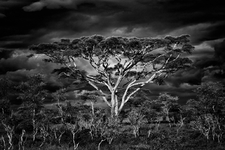 Tree II Tree II