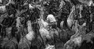 Horses Horses