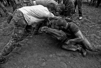 Horse lying down Horse lying down