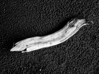 Driftwood On The Shore Driftwood On The Shore