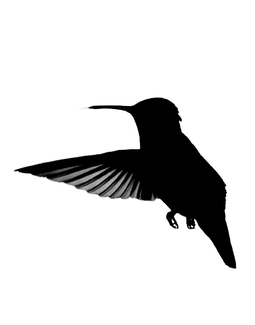 Hummingbird In Flight Hummingbird In Flight