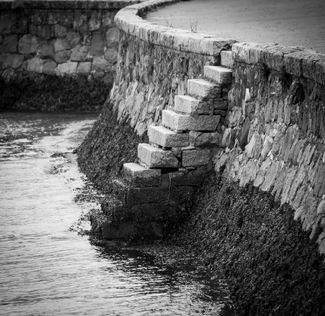 The Canyon Tree The Canyon Tree