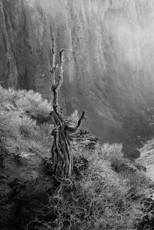 The Canyon Tree The Canyon Tree