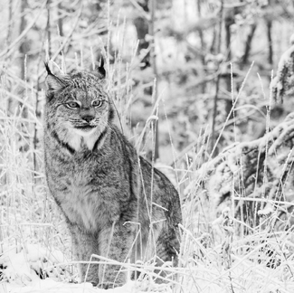 The Ice Queen Cometh The Ice Queen Cometh