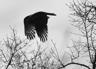 hawk study #1 hawk study #1