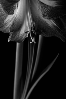 amaryllis blossom amaryllis blossom