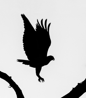 Incoming Osprey Incoming Osprey