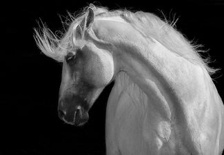 Danca do Cavalo Lusitano Danca do Cavalo Lusitano