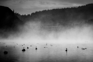 Swans in the Mist Swans in the Mist