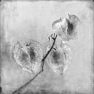 Nicandra Seed Heads Nicandra Seed Heads