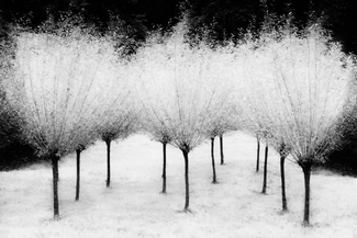 White Willows White Willows