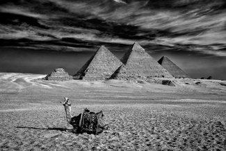 Yawning Camel Yawning Camel