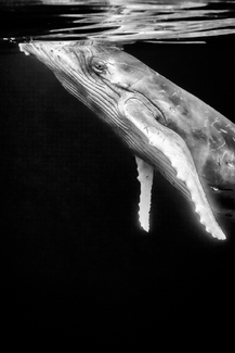 Eye to Eye Contact Eye to Eye Contact