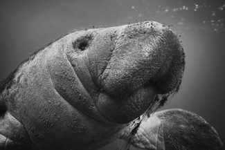 Mantee Calf Portrait Mantee Calf Portrait