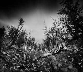 Ancient Forest  Ancient Forest