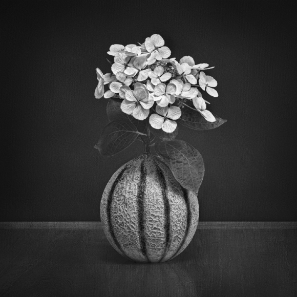 Hydrangea with Melon