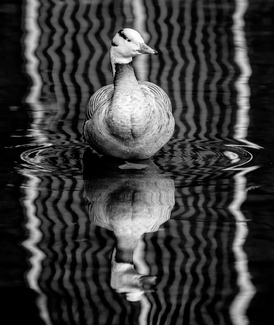 Striped Reflections Striped Reflections