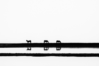 Silhouette Equus I Silhouette Equus I