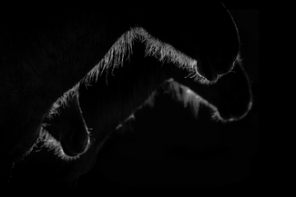 Family Affair Family Affair