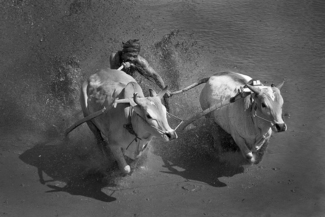bull race 1932