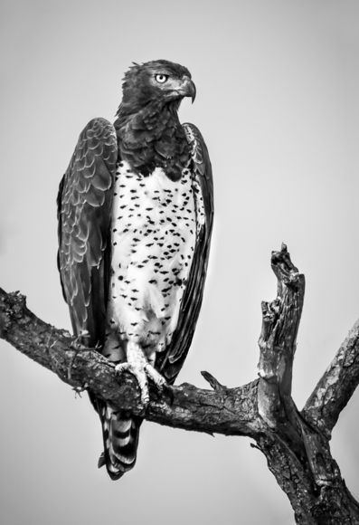 African Martial Eagle