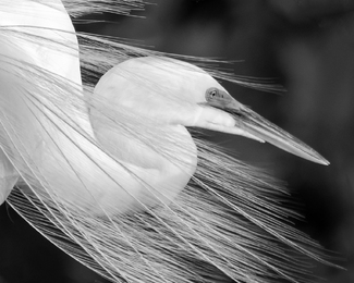 Blowing in the Wind