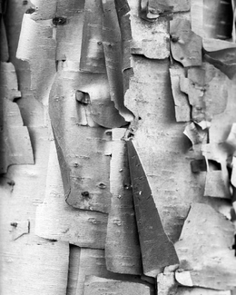 Birch Cubism I Birch Cubism I
