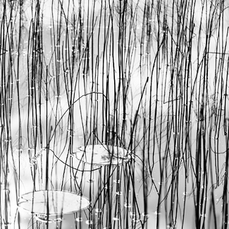 Lake Ikebana III Lake Ikebana III
