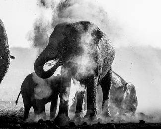 Dust Bath Dust Bath
